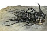 Insane Dicranurus Trilobite - Flying Preparation #362815-1